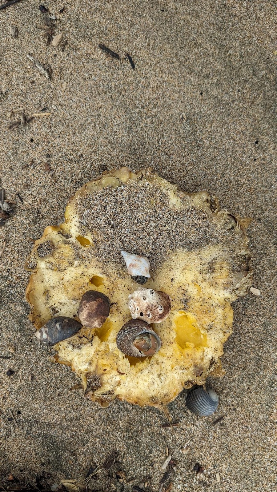 Hermet Crabs