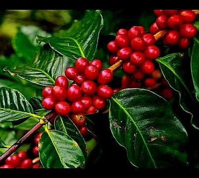 Costa Rican coffee Arabica