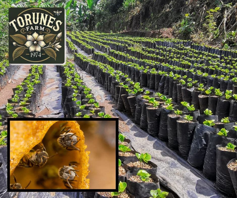 Bee Oasis in an organic coffee farm