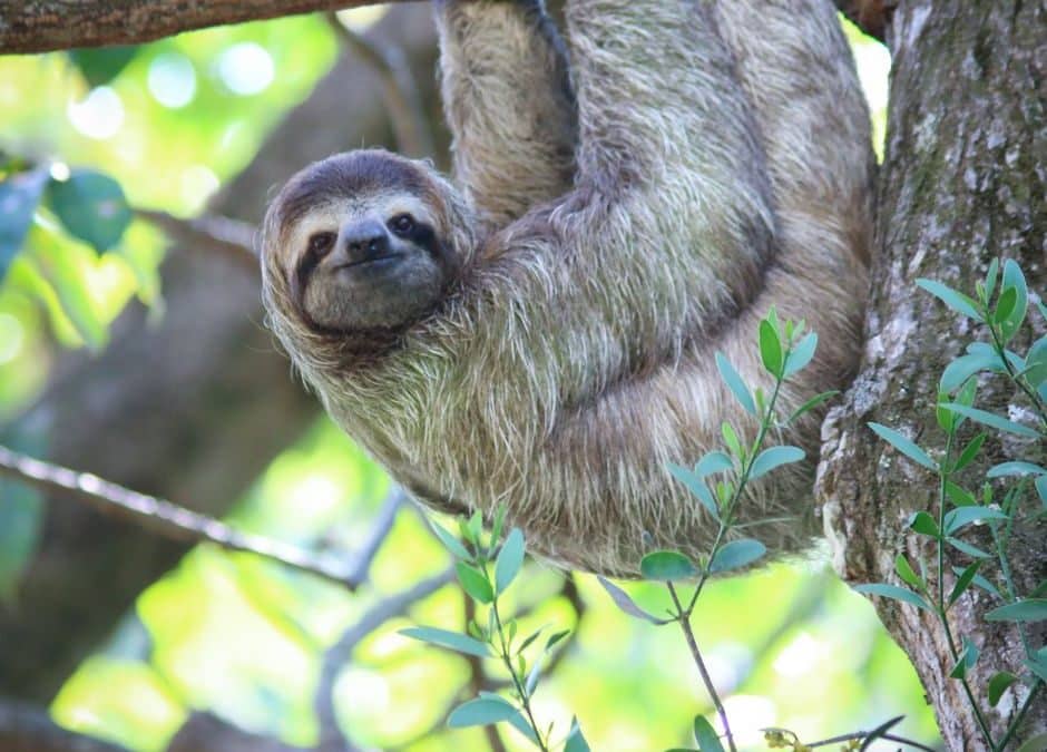 Le monde fascinant des paresseux
