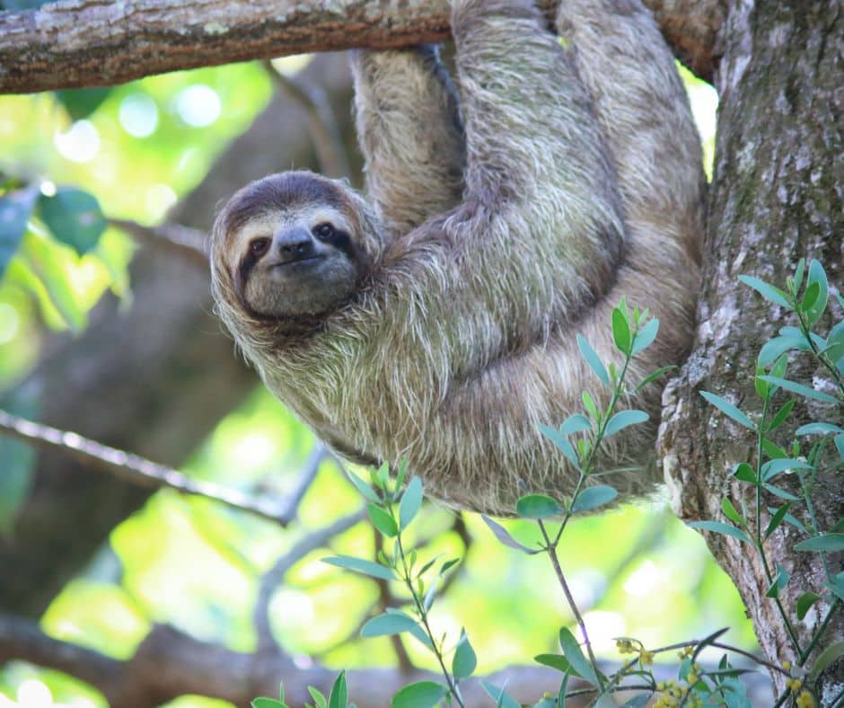 sloth facts before you come to Costa Rica