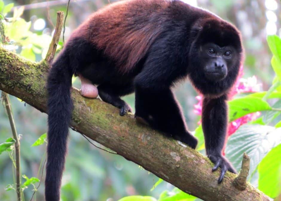 Howler Monkeys in Costa Rica: Survival, Threats, and the Role of Conservation