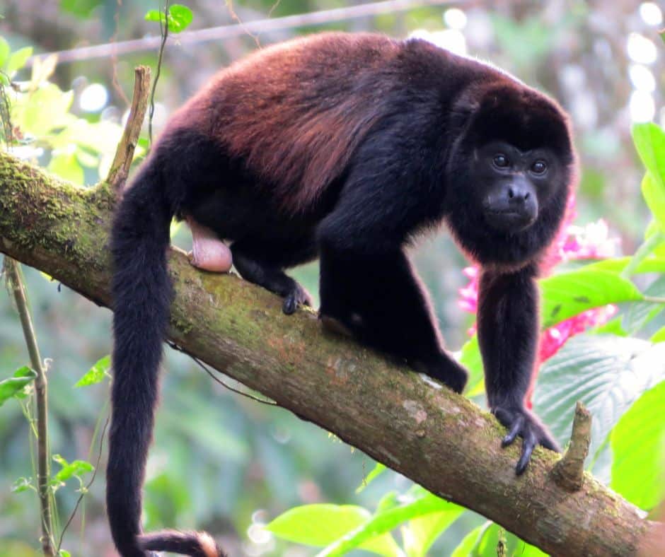 Howler monkeys in Costa Rica Congo mono