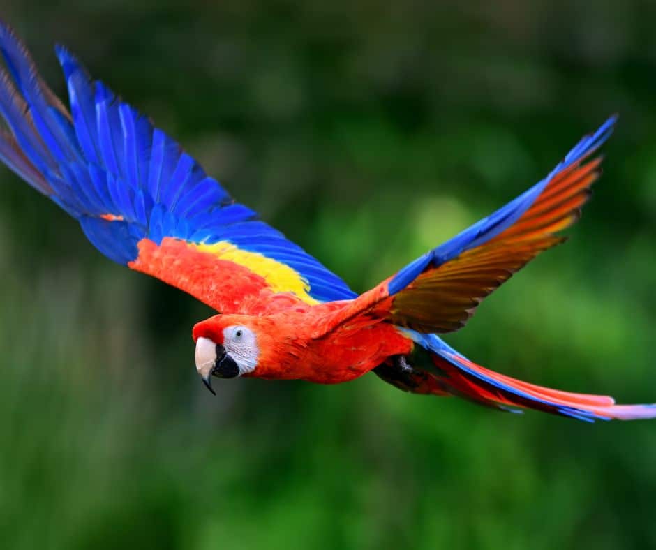 Scarlet Macaw comeback in Costa Rica
