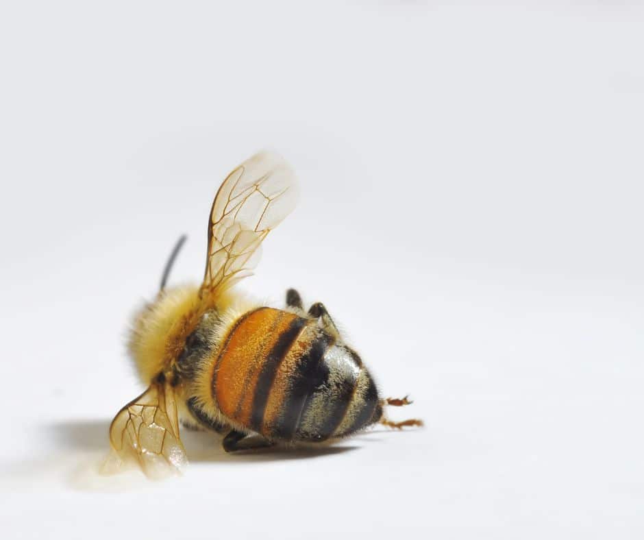 Bayer’s Roundup is wiping out Costa Rica’s bees. Starved, poisoned, and dying—will we stop this corporate-driven extinction?