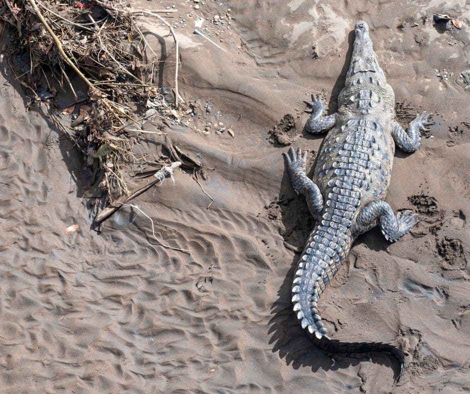 Crocodile on the banks of the rive Crocodile at the River Tarcoles