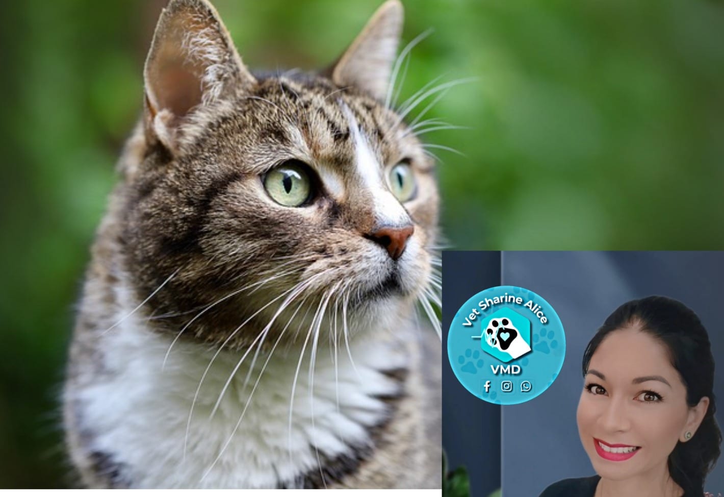 Keeping Cats Health