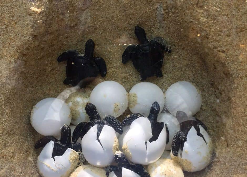 Baby Turtle Frenzy: A Wet-Season Miracle on the Sand
