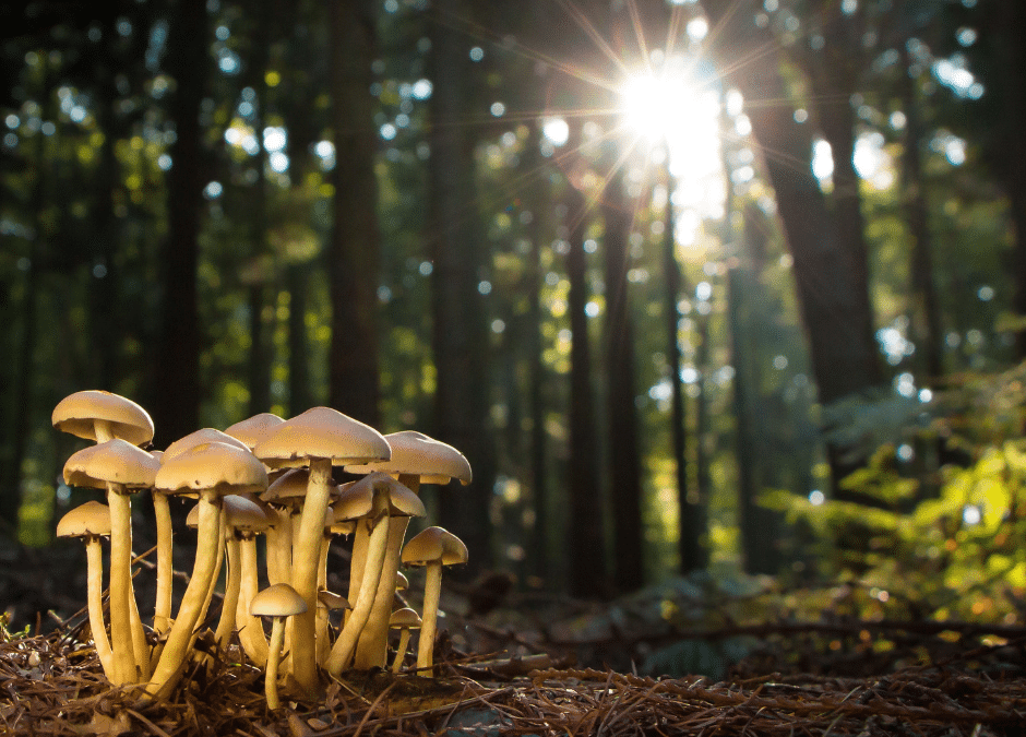 Jungle Mushrooms—And the Chefs Who Can’t Get Enough