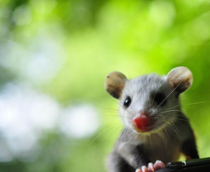 Woolly Opossums: Costa Rica’s Fluffiest Night Watchers With a Secret Superpower