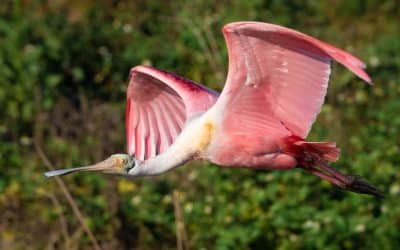 Wings in the Wetlands