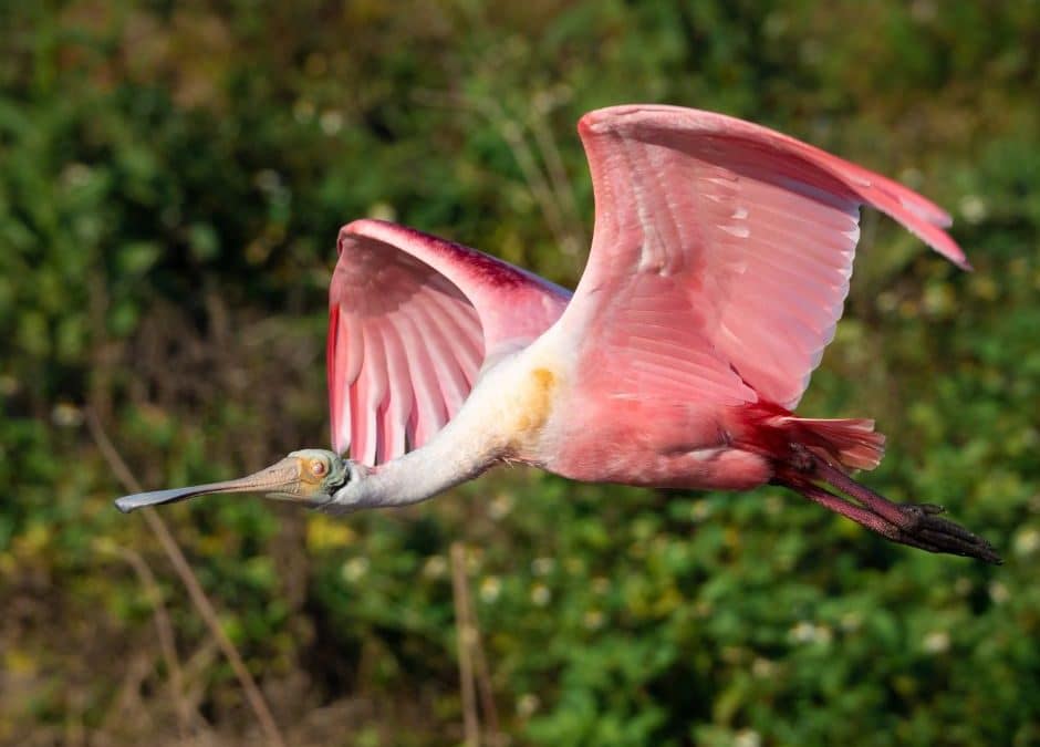 Wings in the Wetlands