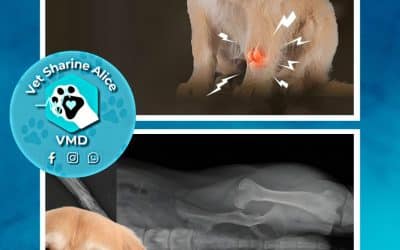 How to Help a Dog with Joint Problems and Stiffness