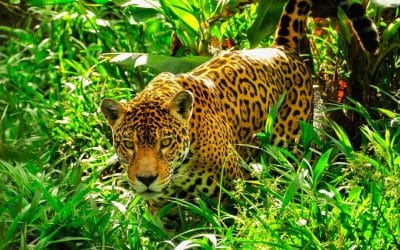 Shadow Kings: Tracking Costa Rica’s Jungle Royals