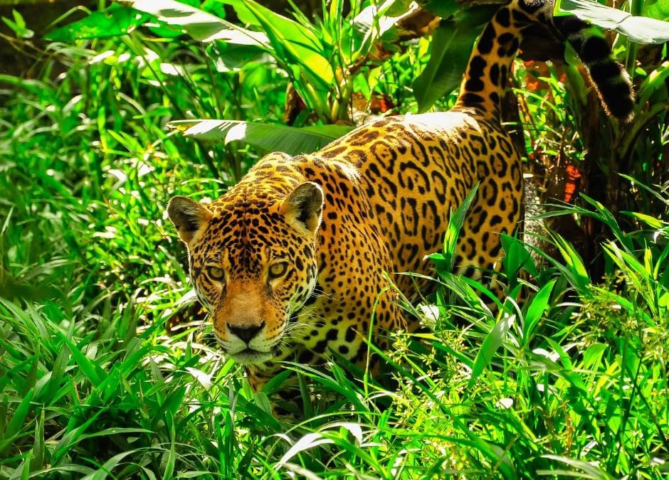 Shadow Kings: Tracking Costa Rica’s Jungle Royals