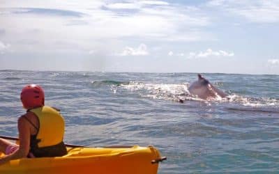 Whale Tales and Water Trails: Kayaking the Pacific with Giants