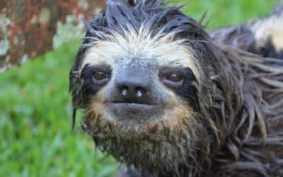 Why Sloths Love the Wet Season: Puddles, Perches, and Plant Parties