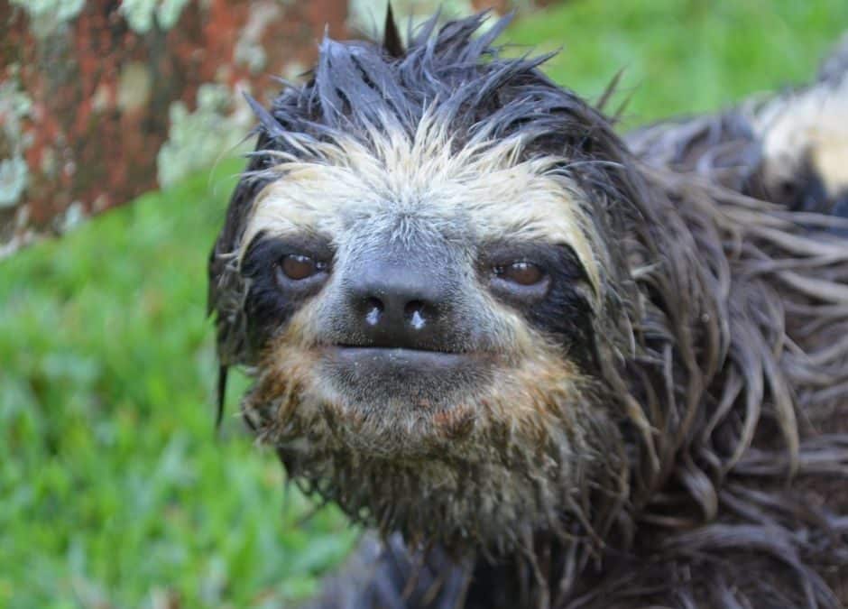 Pourquoi les paresseux aiment la saison des pluies : flaques d'eau, perchoirs et fêtes de plantes