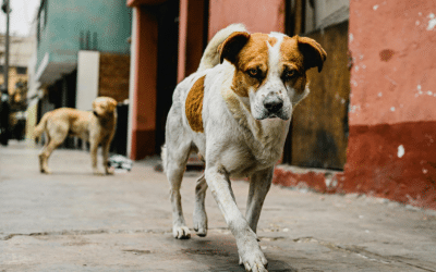 Street Dogs with Street Smarts