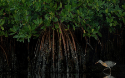Mangrove Mysteries by Moonlight in Puntarenas