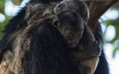 Jungle Babies: Wildlife Births in the Green Season