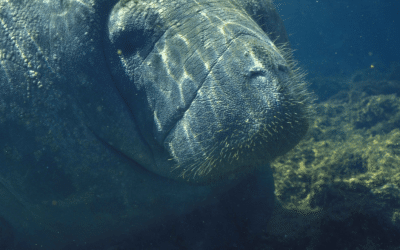 Manatee Moments: Quiet Encounters in Tortuguero