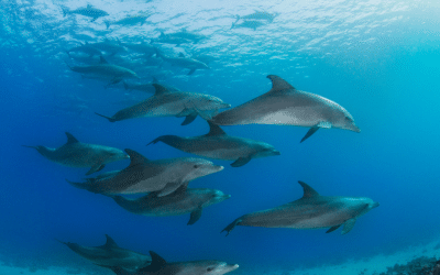 Fins in the Fjord: Dolphin Encounters in Golfo Dulce