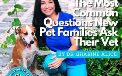 The Most Common Questions New Pet Families Ask Their Vet