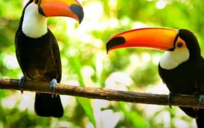 Toucan Species in Costa Rica