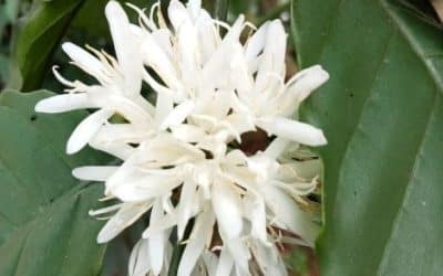Coffee Flowers at Midnight