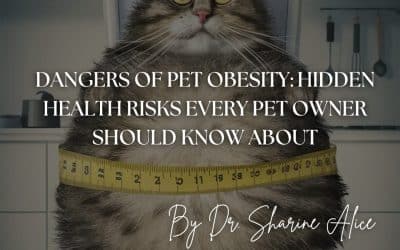Dangers of Pet Obesity: Hidden Health Risks Every Pet Owner Should Know About