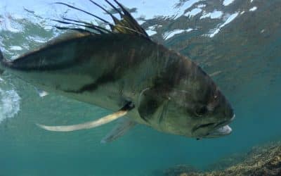 Roosterfish in Costa Rica: The Ultimate Adventure Catch