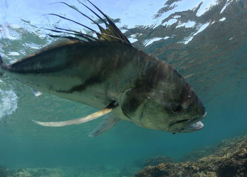 Roosterfish in Costa Rica: The Ultimate Adventure Catch