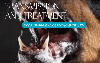 Rabies in Dogs: Symptoms, Transmission, and Treatment