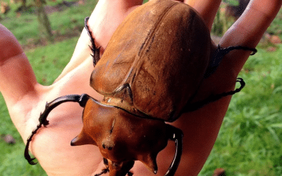 Elephant Beetle