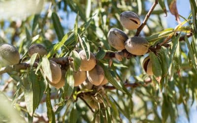 Superfoods – Amazing Almonds