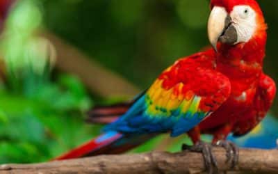 Scarlet Macaws Return to the Guanacaste