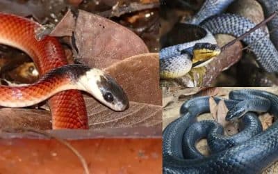 Mussurana: More Friend Than Foe, Except to Other Snakes