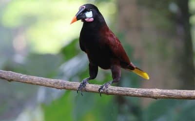 Creature Feature: Oropendolas of Costa Rica