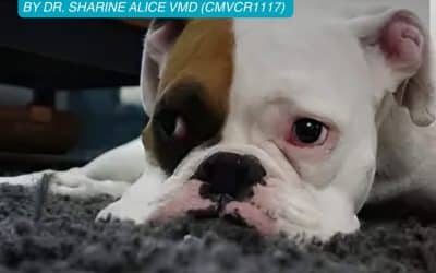 Hyper-Attachment in Dogs: How to Prevent Your Dog from Suffering When You’re Away