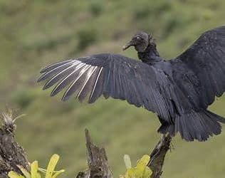 Costa Rica’s Vultures: The Sky Janitors With Solar-Panel Wings