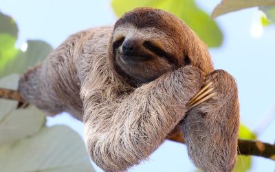 Those Zany Sloths