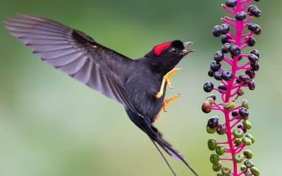 The Long-Tailed Manakin: Costa Rica’s Dancer of the Dry Forest