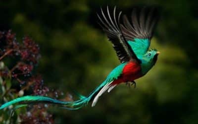 It’s Quetzal Time: Myths, Majesty, and the Emerald Spirit of San Gerardo de Dota