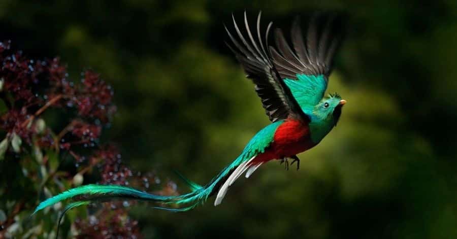 QUETZAL (1)