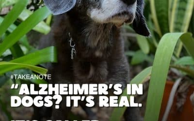 ALZHEIMER’S IN DOGS? IT’S REAL.