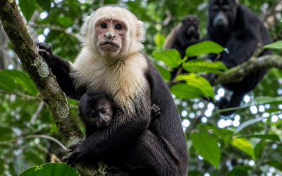 White-Faced Capuchins Kidnapping Baby Howler Monkeys: The Strange Primate Story Shaking the Forest Canopy