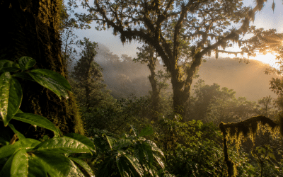 Trees Found Only in Costa Rica: The Quiet Giants With No Backup Home